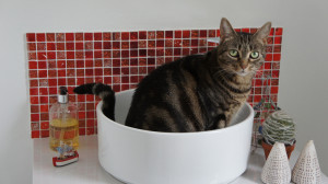 cica a mosdókagylóban